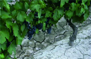 The red Malbec grape has become Argentina's signature