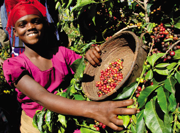 Java Republic began producing Kaffa Waaqa Espresso Blend in order to increase trade with Ethiopia. The product was recognised with a double Gold Star at this year’s Great Taste Awards