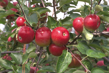 Apples grow abundantly in Ireland and yet are not to be found in Lidl. The company claims to have many Irish suppliers however