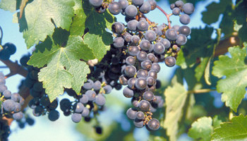 (IMAGE: WINE INSTITUTE OF CALIFORNIA)