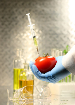 Using GM crops could compromise Ireland's food industry