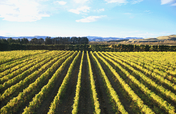 Pegasus Bay Winery: To date, sales of New Zealand wines are up 11 per cent over the past year with wineries there harvesting 328,000 tonnes or 23 per cent more grapes following a reduced harvest in 2010.