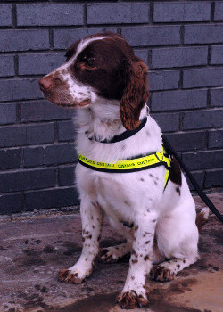 A Revenue sniffer dog. An illegal tobacco factory was discovered in Dundalk by a joint intelligence operation between Revenue's customs service and An Garda Síochána