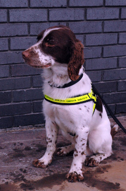 A Revenue sniffer dog. An illegal tobacco factory was discovered in Dundalk by a joint intelligence operation between Revenue's customs service and An Garda Síochána