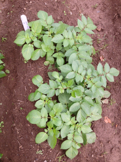 Last year, Teagasc planted 24 GM potato plants and 24 non-GM plants - while the non-GM potatoes died from blight, the GM variety remained green