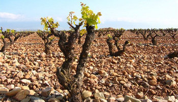 The Marques de Caceres vineyard In Rioja, Spain [Photographs courtesy of Marques de Caceres]