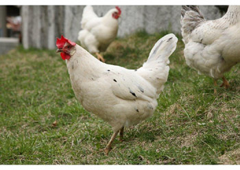 The lot of a hen is set to improve by 2012, when traditional hen cages will have to be replaced by ‘enriched’ cages that provide more room for the hens, as well as a nest, litter for dust bathing, claw-shortening material, and a perch, under a new EU Laying Hens Directive