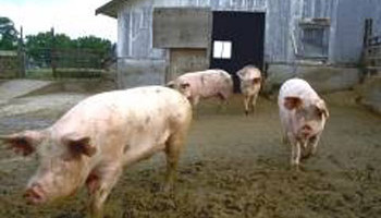 Critics say the UK's recall of all Irish pork products on 6 December didn't come soon enough