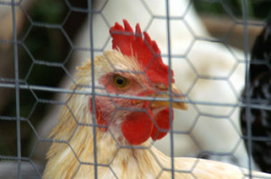 US trade representative have asked the World Trade Organisation to step in as the EU continues to restrict US poultry imports