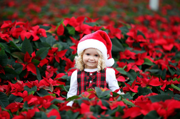 SuperValu has signed a new agreement worth over E335,000 with Dublin based company Uniplumo to supply poinsettias for the Christmas season.  As a result, SuperValu will only stock 100% Irish poinsettias this Christmas, which will retail at E3. Pictured amongst the flowers at the Uniplumo farm in Swords Co. Dublin is Anna-Rose Pitt (aged two). Picture James Horan/Collins Photos
