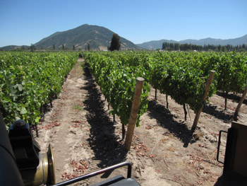 Chilean winery: 125 million litres of wine were destroyed in the earthquake