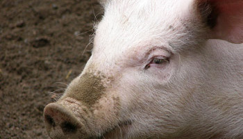 World food safety and health authorities have repeatedly affirmed that the virus A/H1N1, dubbed &lsquo;swine flu&rsquo; by the media, is not the strain of influenza known to infect pigs, and that there is no evidence to link the new human-to-human virus with the consumption of pig meat products