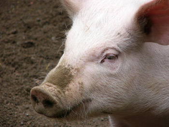 World food safety and health authorities have repeatedly affirmed that the virus A/H1N1, dubbed ‘swine flu’ by the media, is not the strain of influenza known to infect pigs, and that there is no evidence to link the new human-to-human virus with the consumption of pig meat products