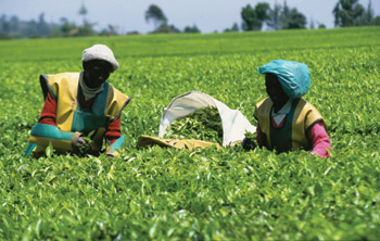 The Kericho tea estate in Kenya employs approx 18,000 people, all of whom and their families have access to free medical care and housing