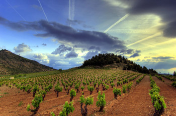 Rioja vineyard