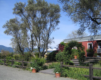 Picturesque Frog’s Leap winery’s famous red barn stands in the heart of Rutherford, built in 1884 and renovated in 1994 as the winery’s permanent home