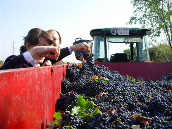 Checking the quality of the tempranillo