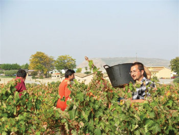 Harvesting at Murrieta. Hand selection of grapes in commonplace among top Rioja estates