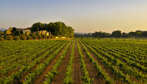 The Mas La Plana vineyard in Pacs del Penedès, Spain