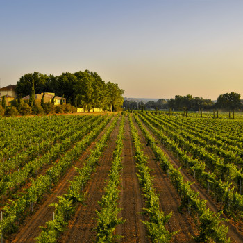 The Mas La Plana vineyard in Pacs del Penedès, Spain