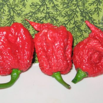 The Carolina Reaper is one of the world's hottest chilli peppers