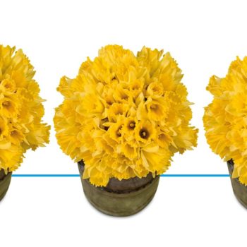 Aldi will donate €1 for every Daffodil bouquet sold this Friday