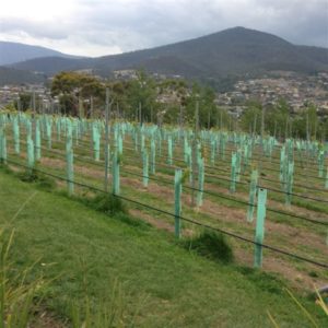 Tasmania Vineyard 3