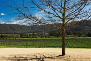 wine King Valley, Tree onlooking empty vineyard, VIC