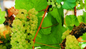 Chardonnay growing in California; 66% of wines drunk in the US are local