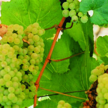 Chardonnay growing in California; 66% of wines drunk in the US are local