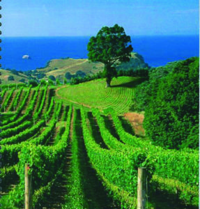 New Zealand vineyard; its producers are strongly challenging Australia in the US market