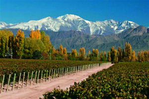 Las Compuertas in Mendoza specialises in fine grapes