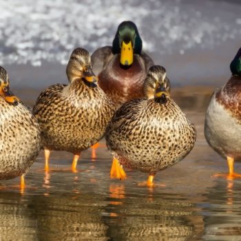 Don’t quack up under pressure: ‘Would you rather fight one horse-sized duck or 100 duck-sized horses?’ is reportedly an interview question asked by Wholefoods Market