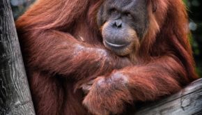 The global demand for palm oil is threatening orangutan populations in South East Asia