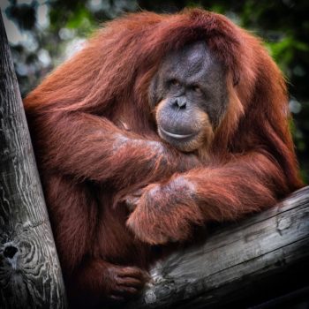 The global demand for palm oil is threatening orangutan populations in South East Asia