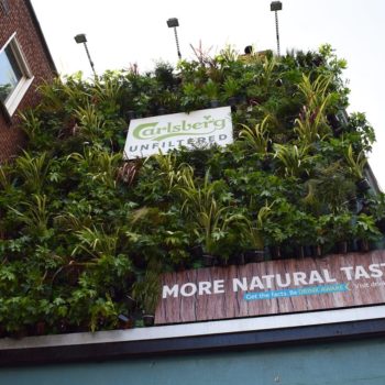 Carlberg's Eco Wall in Dublin city centre will live on in local parks and green spaces