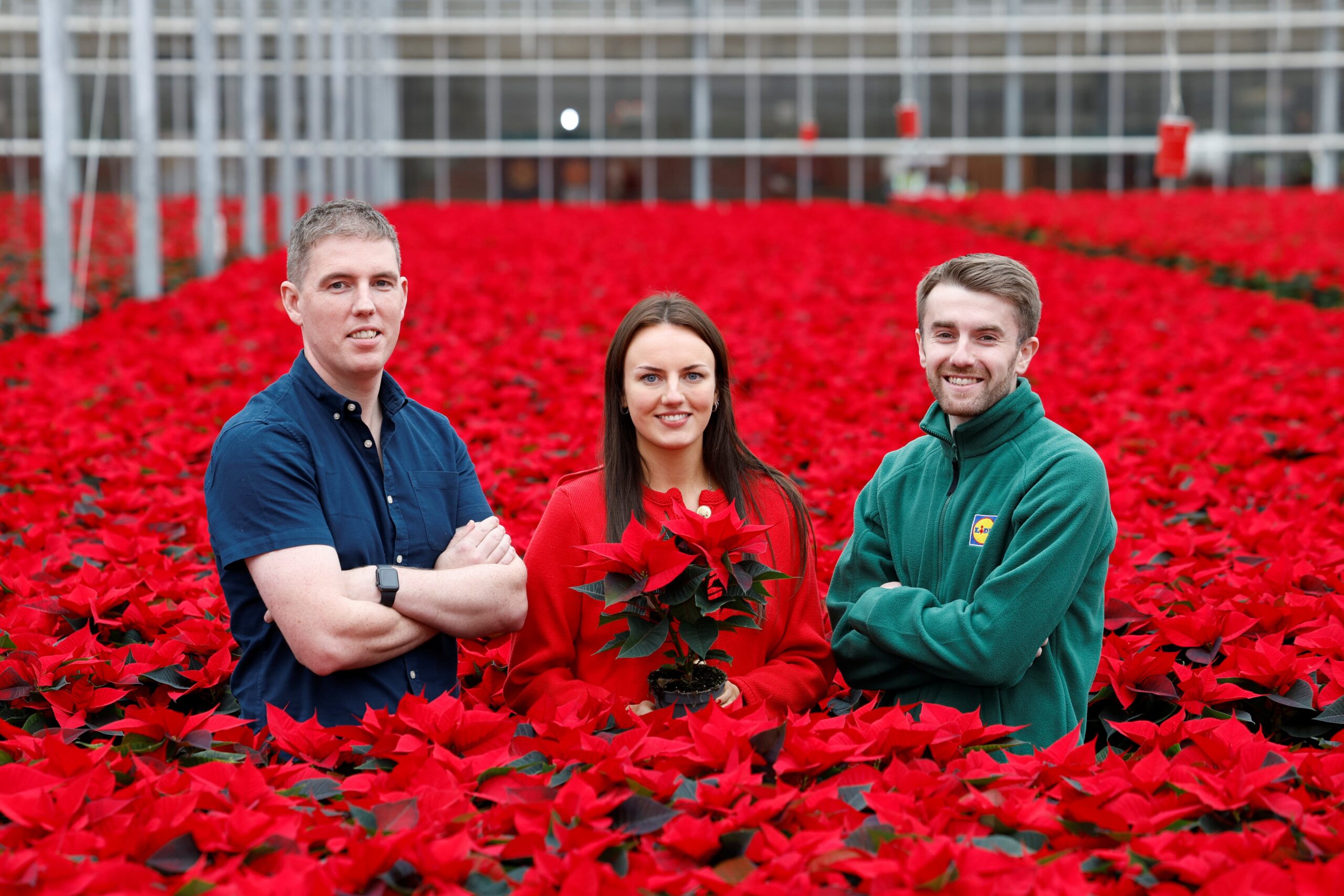 Retailer predicts more than 70,000 Bord Bia Quality Assured Christmas poinsettias will be sold across island of Ireland this festive season.
