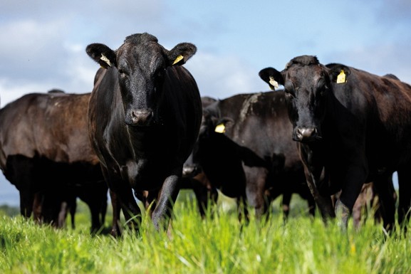 Aldi Ireland announces contract extension with ABP Food Group
